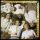 Haircut One Hundred - Pelican West (2LP/Vinyl)