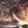 Delphium / Mimetic - Lucius (CD)
