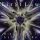 Fir§t Law - Refusal As Attitude (CD)