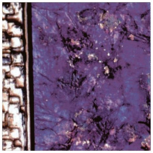 Various - Shakti (CD)