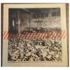 Stray From The Path - Euthanasia (LP vinyl)