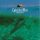 Various - Café Del Mar Volumen Ocho (CD)