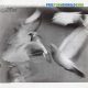 Donald Byrd - Free Form (CD)