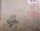 The Fatima Mansions - Lost In The Former West (CD)
