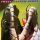 Fuzzy - Electric Juices (CD)