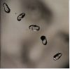 Peter Gabriel - Up (CD)
