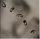 Peter Gabriel - Up (CD)