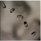 Peter Gabriel - Up (CD)